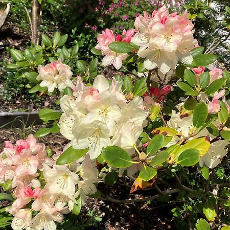 Ferien Im Kuehbergstadl Bischofsmais Zewnętrze zdjęcie
